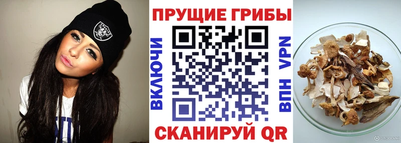 Галлюциногенные грибы Psilocybe  где купить   Чебоксары 